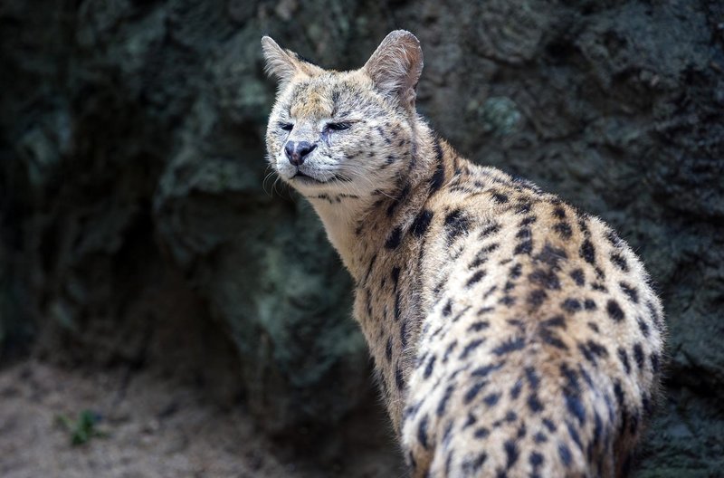 serval