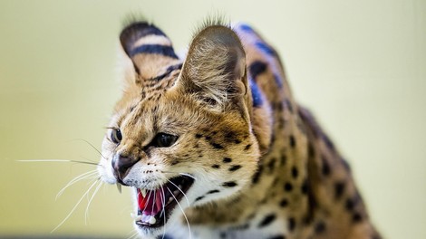 serval