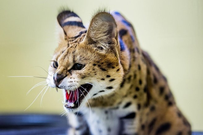 serval