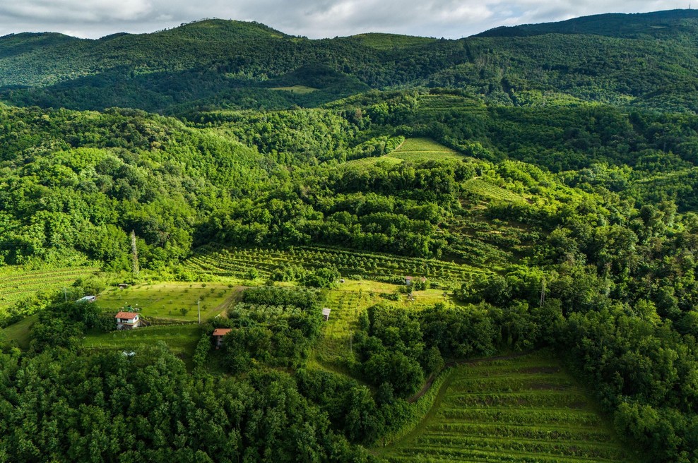 Vipavska dolina razkriva vinsko skrivnost, ki jo morate okusiti (foto: Profimedia)