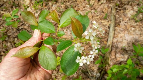 aronija