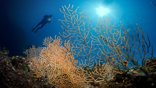 V globini 200 metrov pod gladino morja je s kamero posnel dve nenavadni zverini, od tega je ena strupena