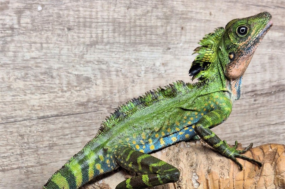 Zavetišče za eksotične živali bo ostalo brez prostorov: "Zelo nam je hudo, ampak je situacija brezizhodna" (foto: Facebook/Magical Beasts)