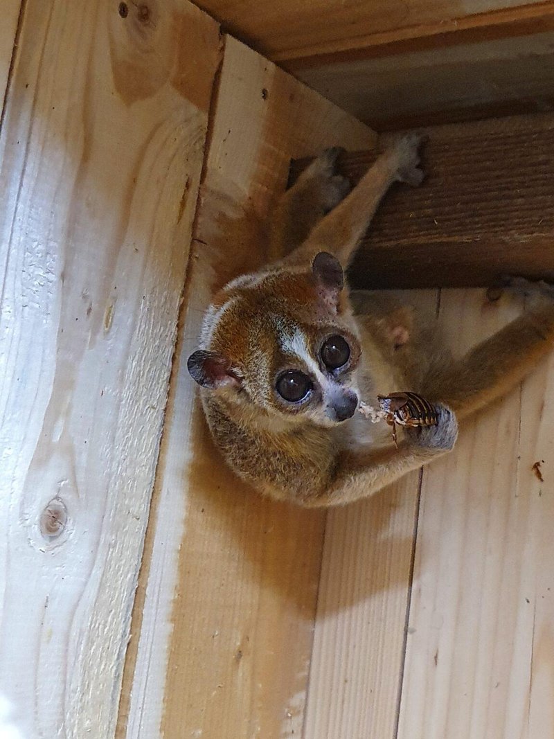 Ima velike oči, je strupena in skoraj izumrla - zdaj živi pri nas