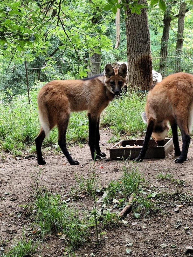 V ZOO Ljubljana se veselijo dveh novih prebivalk: poglejte, kako sta prikupni (FOTO)