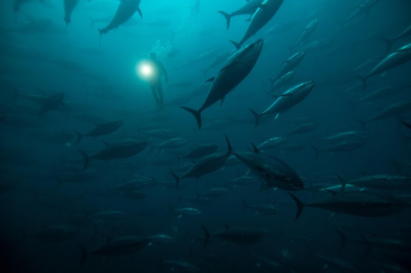 tuna