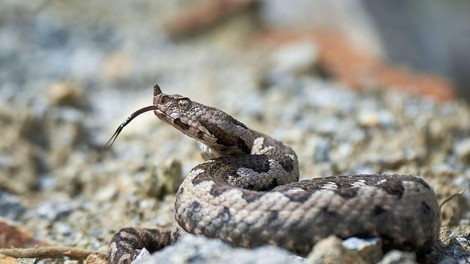 kača