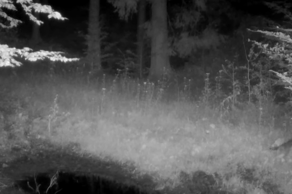 Slovenska lovska družina končno razvozlala skrivnost: kamera v gozdu posnela nekaj osupljivega (VIDEO) (foto: Facebook/Lovska družina Col/posnetek zaslona)