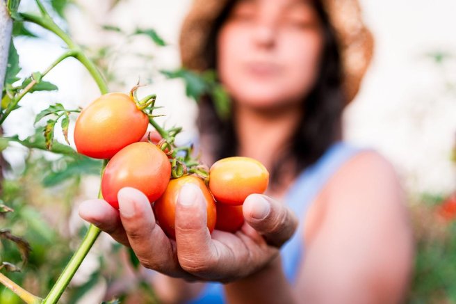paradižnik zelenjava vrt