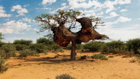 Afrika