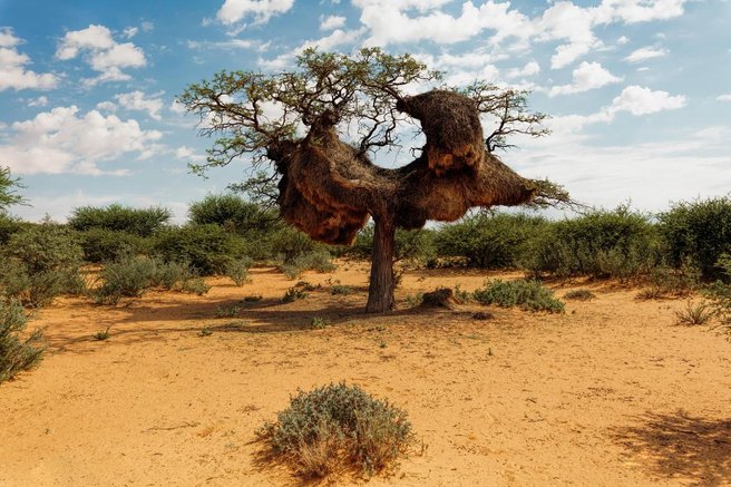 Afrika
