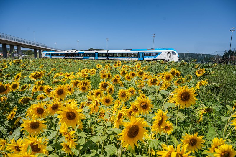 Slovenske železnice s sončnicami povezale skupnosti na različnih koncih Slovenije v odmevno zgodbo o trajnosti