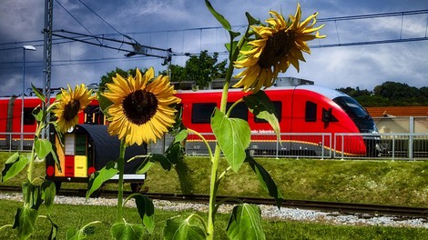 Slovenske železnice s sončnicami povezale skupnosti na različnih koncih Slovenije v odmevno zgodbo o trajnosti