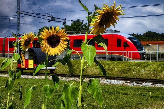 Slovenske železnice s sončnicami povezale skupnosti na različnih koncih Slovenije v odmevno zgodbo o trajnosti