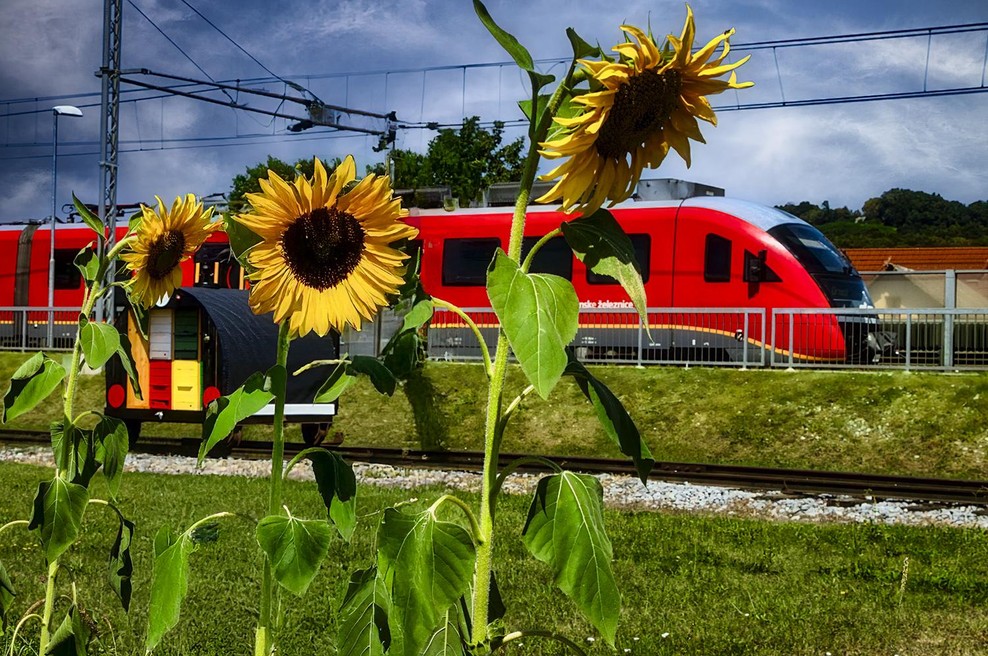 Slovenske železnice s sončnicami povezale skupnosti na različnih koncih Slovenije v odmevno zgodbo o trajnosti (foto: Miško Kranjec)