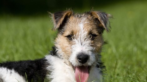 Veterinarji svarijo: Ta skoraj nevidna žuželka lahko povzroči hude bolezni