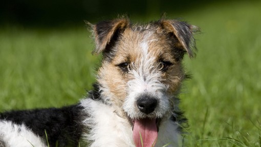 Veterinarji svarijo: Ta skoraj nevidna žuželka lahko povzroči hude bolezni