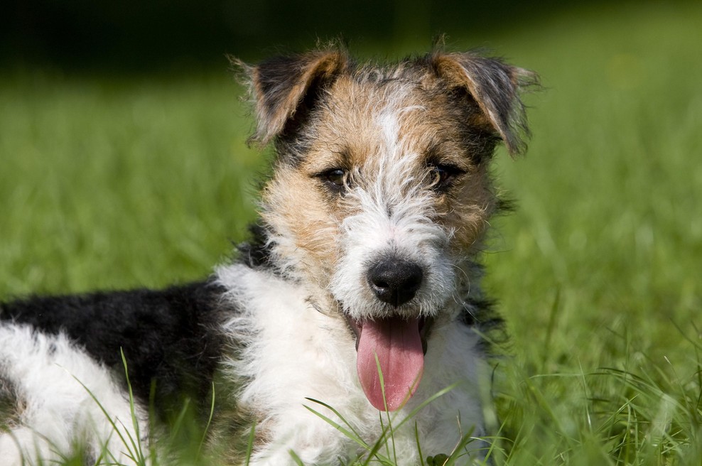 Veterinarji svarijo: Ta skoraj nevidna žuželka lahko povzroči hude bolezni (foto: Profimedia)