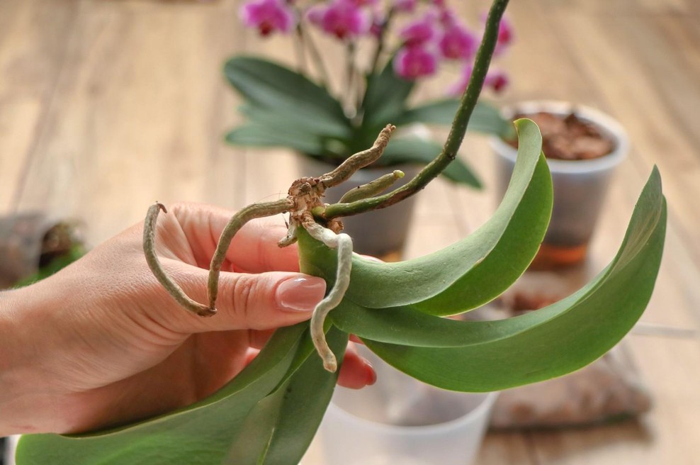 "V začetku pomladi s svojimi orhidejami naredim te 3 stvari, zato mi vedno bujno cvetijo," pravi strokovnjakinja in razkrije svoje trike (foto: Profimedia)