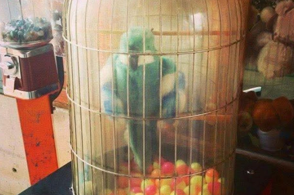 Se je še spomnite? Govoreča igrača, ki je zaznamovala generacije otrok (foto: Facebook/Stare vedute in fotografije Celja/posnetek zaslona)