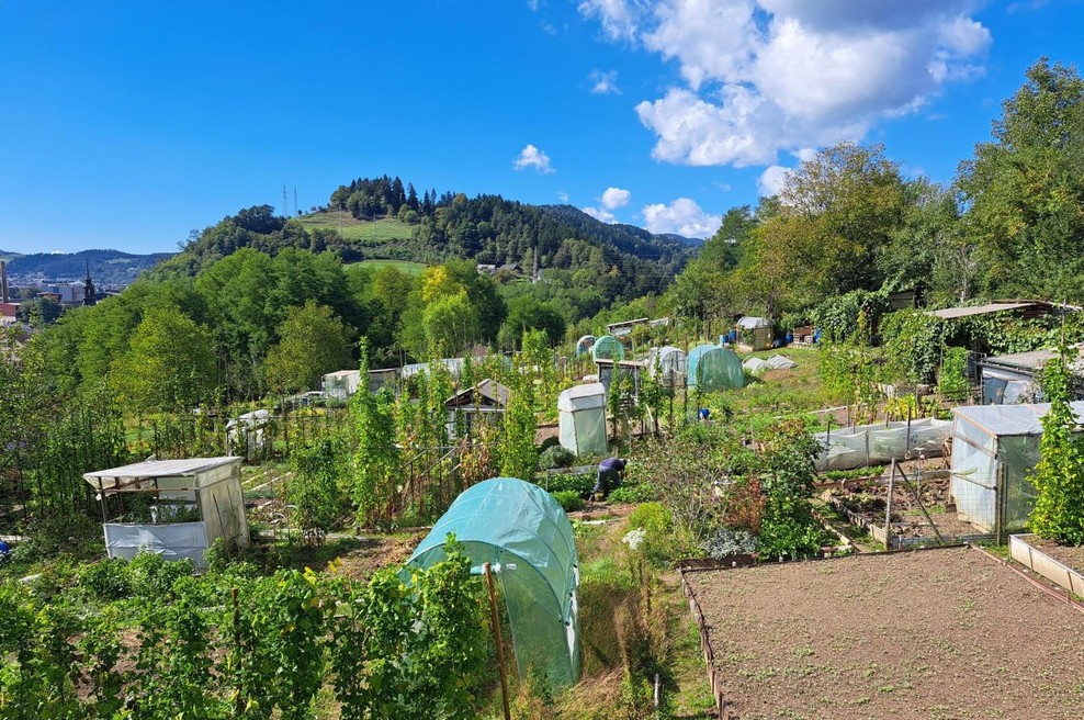 Obvestilo jih je doletelo čez noč: vrtičkarje vznemirila nenadna zahteva lastnika zemljišča (foto: Vesna Pušnik Brezovnik/STA)