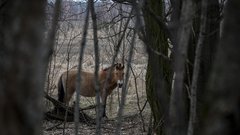 cernobil ukrajina nesreca sevanje zivljenje zivali konji znanstveniki