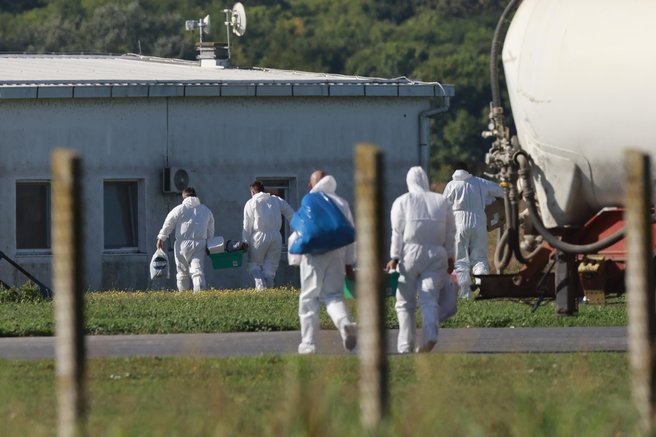 afriška prašičja kuga