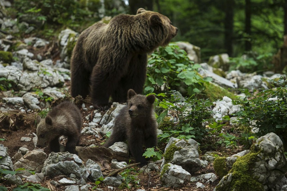 Rakitna: izdano novo dovoljenje za odstrel medvedke z mladičem (foto: Xinhua/STA)