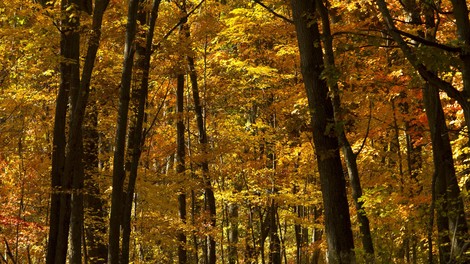 Preobrat v Švici: glasna jesenska rutina postala stvar preteklosti