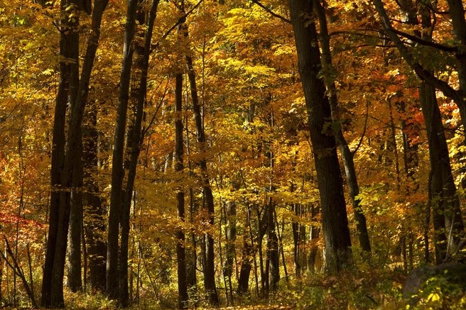 Preobrat v Švici: glasna jesenska rutina postala stvar preteklosti