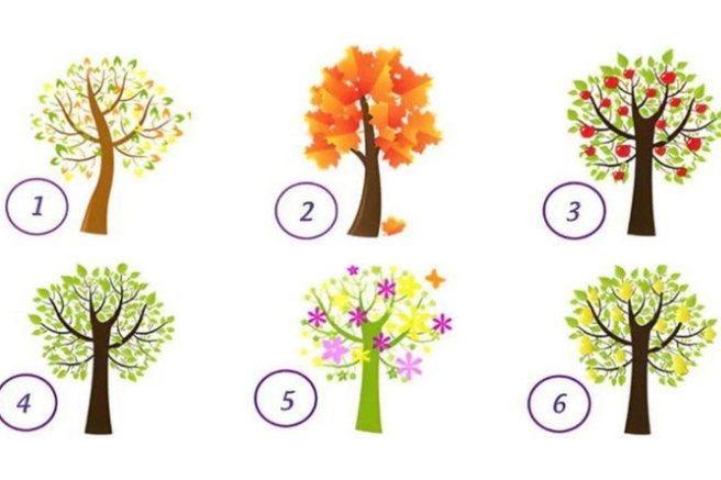 Katero drevo ste izbrali? Psihološki test, ki razkriva, kdo ste v resnici