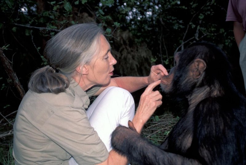 Jane Goodall