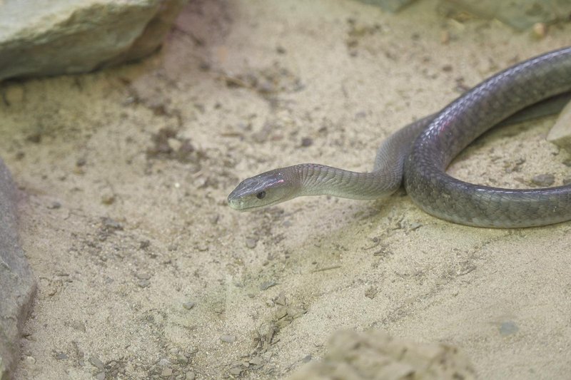 mamba