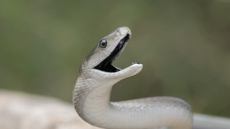 kača mamba