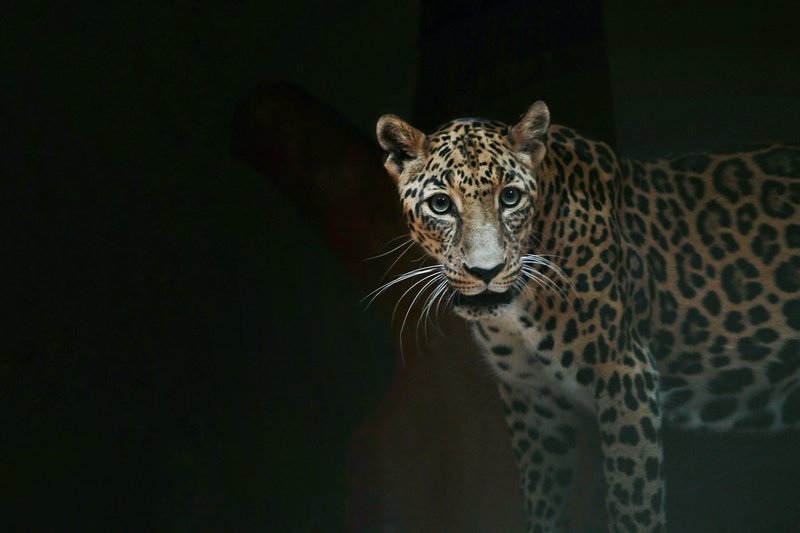 leopard