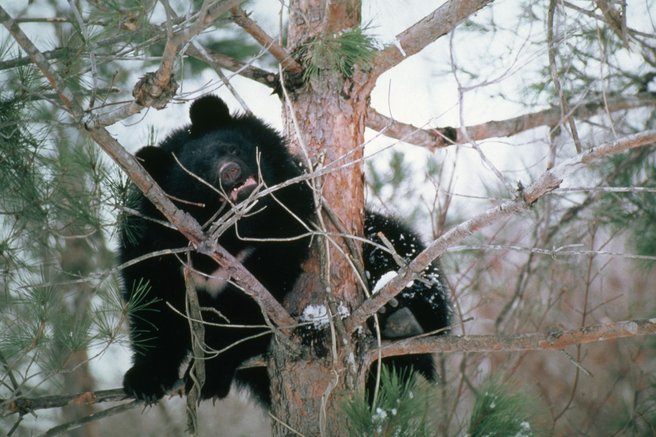 Na priljubljeni turistični destinaciji napad medveda, ki je prestrašil obiskovalce