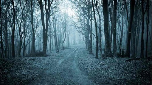 Kamere v gozdu ujele bitje, ki ga niso videli že več kot 100 let, gre za prvo potrjeno opažanje te vrste