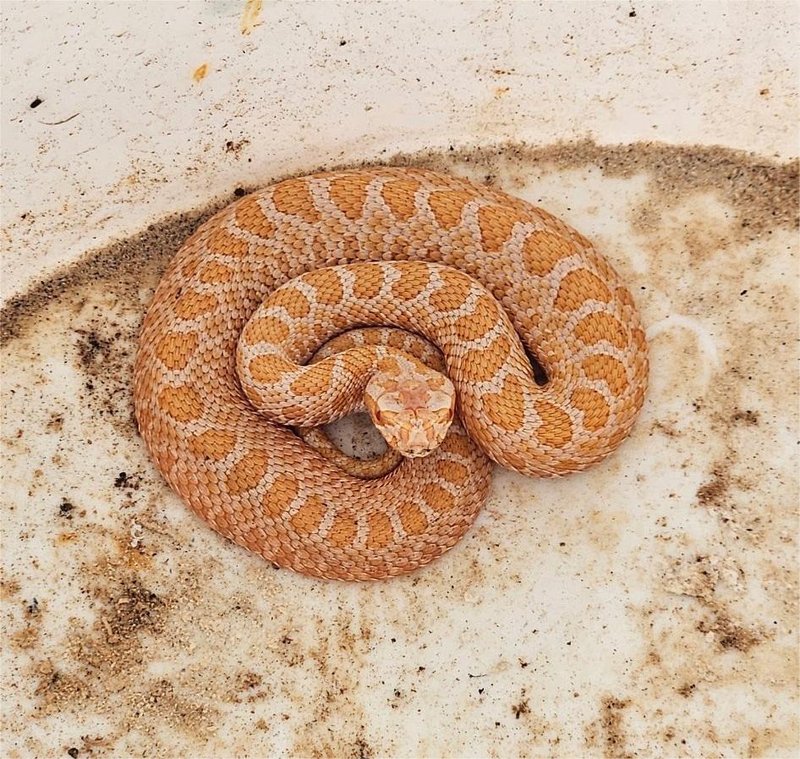 Osupljivo odkritje sredi gradbišča: takšne živali še niso videli (FOTO)