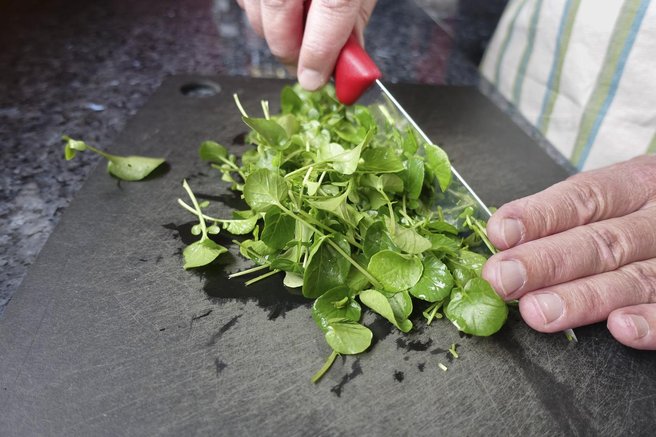 vodna kreša rastlina