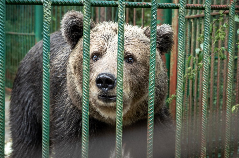 Načrti so se spremenili: medvedko Mici ne bodo preselili v nemško zavetišče (foto: Facebook/AniMa - Animals Matter)