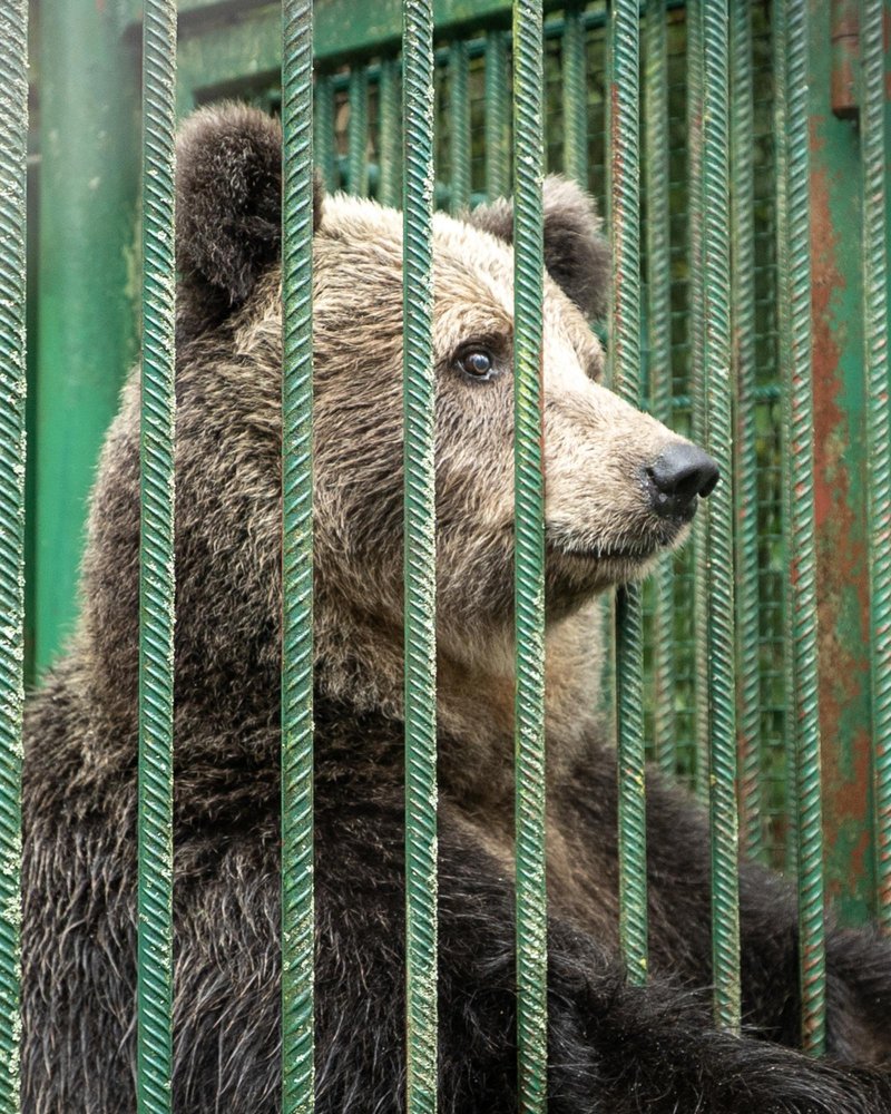 Načrti so se spremenili: medvedko Mici ne bodo preselili v nemško zavetišče