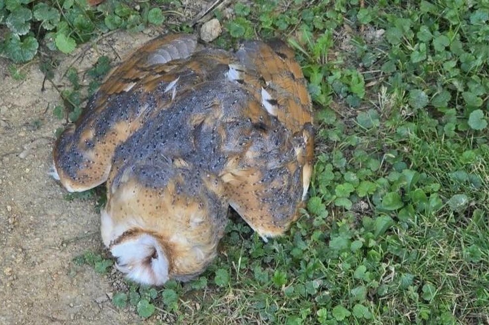 V Pomurju našli mrtvo redko sovo, razlog za njeno smrt je pretresljiv: "Naj bo ta zgodba opozorilo ... " (foto: Facebook/ Owls of Slovenia // Sove Slovenije)