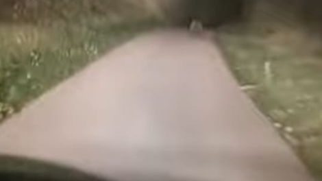 avto kamera vožnja medved hrvaška cesta živali soočenje strah noč večer