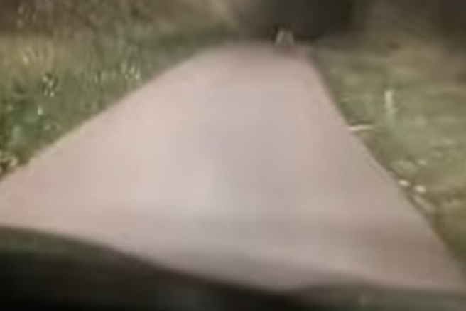 avto kamera vožnja medved hrvaška cesta živali soočenje strah noč večer