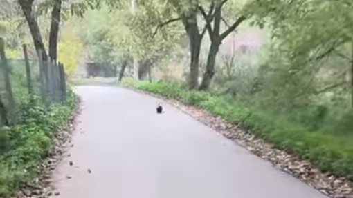 Moški se je sprehajal ob reki in obstal kot vkopan: kljub šoku prijel za telefon in posnel, kaj je prišlo iz grmovja (VIDEO)