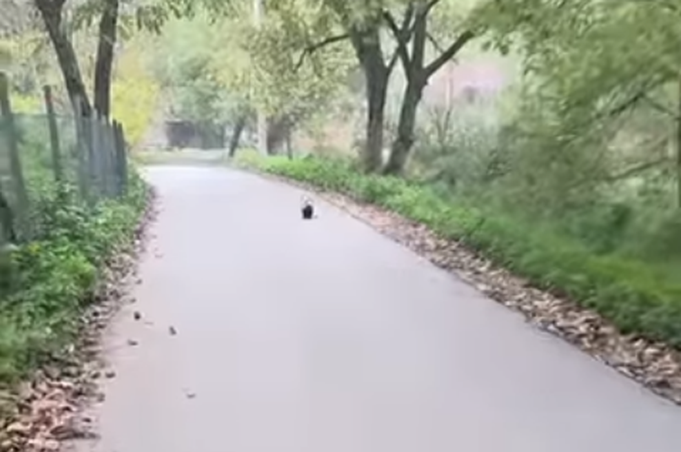 Moški se je sprehajal ob reki in obstal kot vkopan: kljub šoku prijel za telefon in posnel, kaj je prišlo iz grmovja (VIDEO) (foto: Instagram/posnetek zaslona)