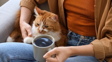 zapečkar tišina dom