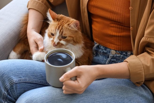 zapečkar tišina dom