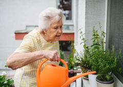 Pajki ne marajo njihovega vonja: posadite teh 7 rastlin, da jih odvrnete od doma in vrta
