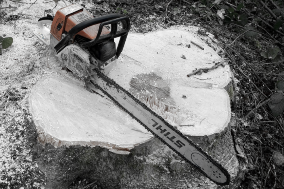 Huda delovna nesreča: 44-letnika ob steno stisnilo odžagano drevo (foto: Profimedia)